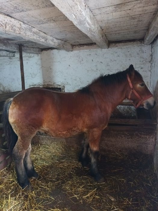 Mânz murg de vânzare