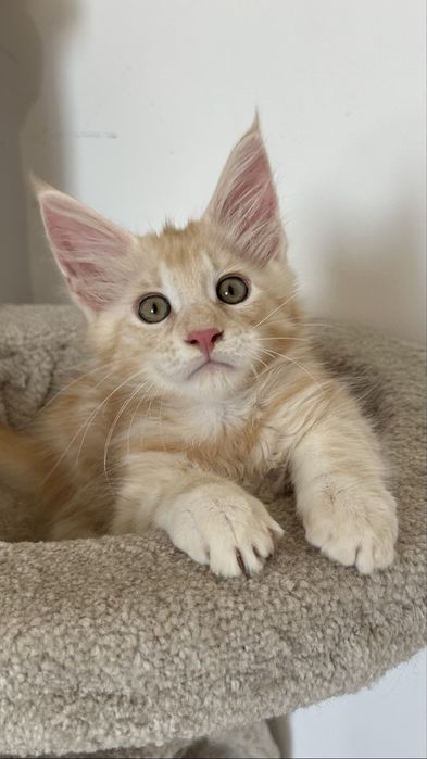 Продажа котят с питомника