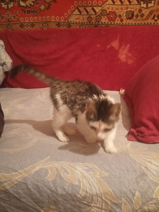 Отдам в добрые руки