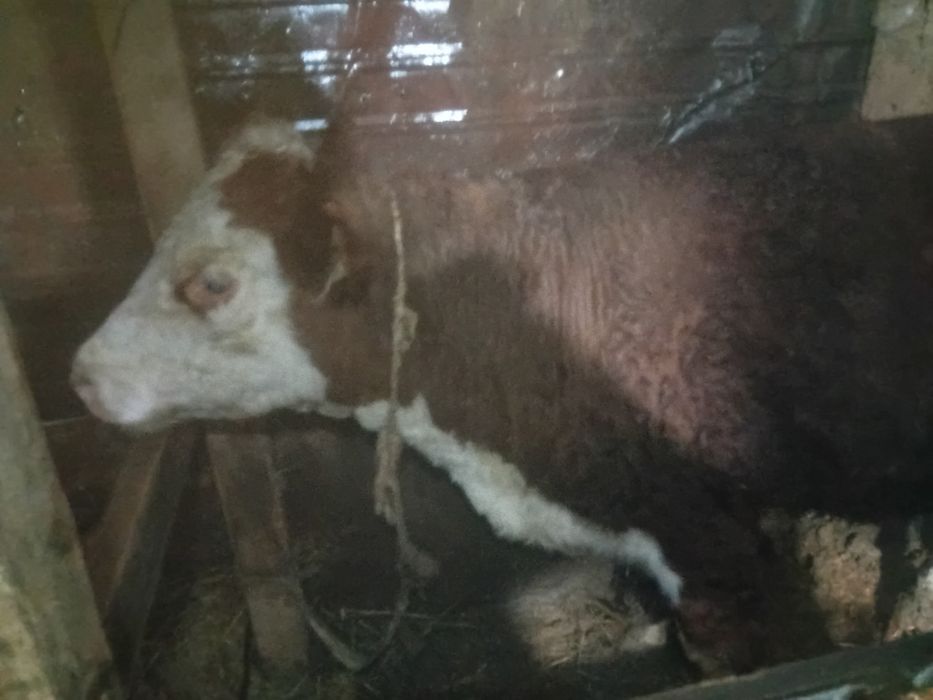 Бычки телочки  откормленые