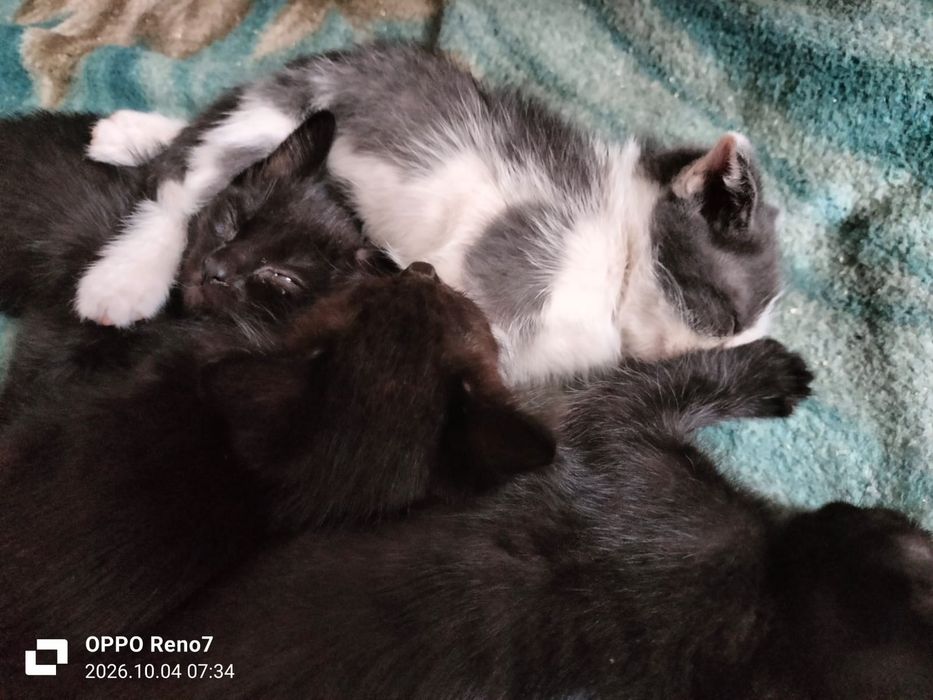 Отдам котят бесплатно