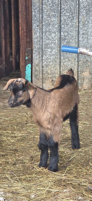 Vand iezi anglonubieni