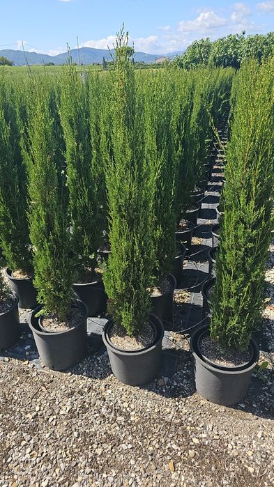 Cupressocyparis leylandii  - Arizonica - Gold