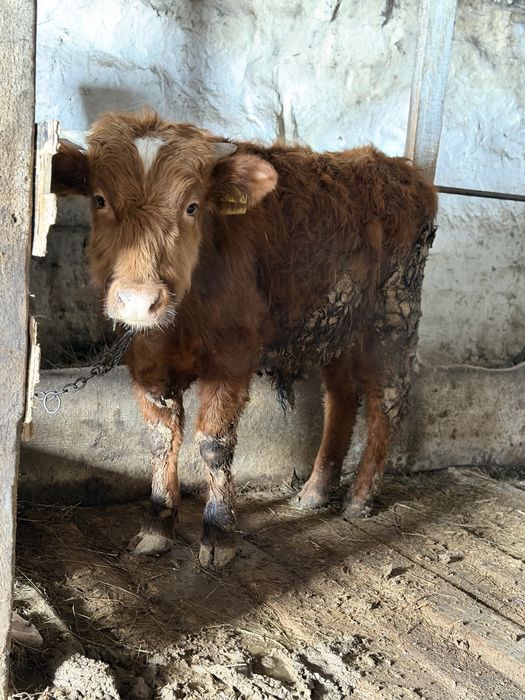 Продаю бычков  400.000 тенге