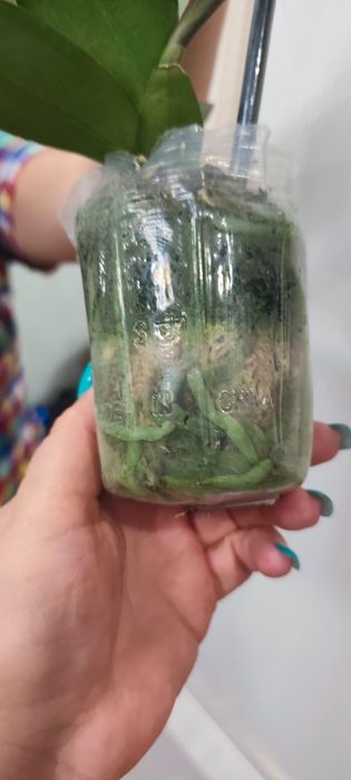 Продам Орхидею "Спорт Леопард"