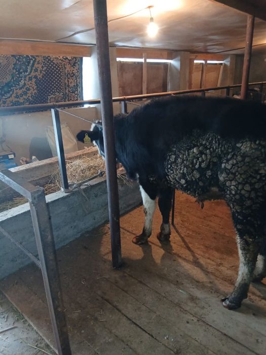 Бұқа сатылады. .