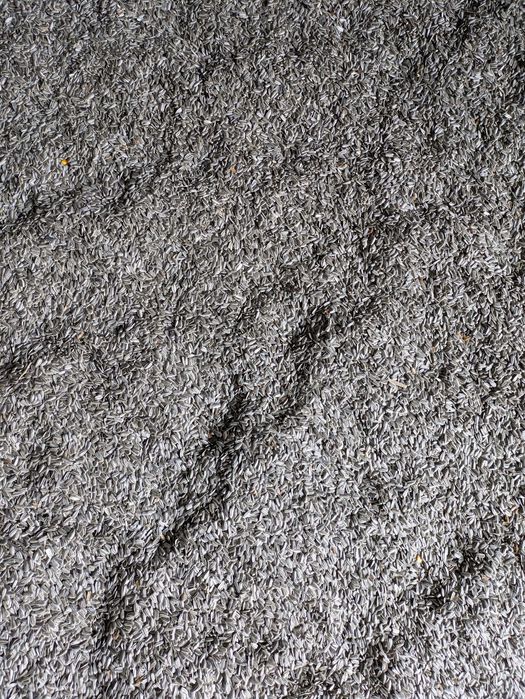 Vand floarea soarelui