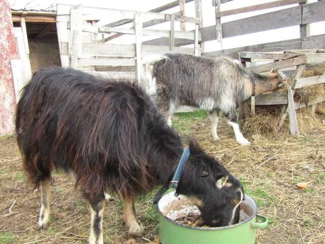 2 capre romanesti ciure si ciunte, tinere de 19 luni ca vârstă
