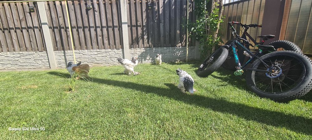 Pui găină rasa brahma