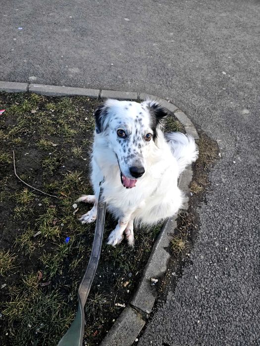 PetSitter/Cazare/Bona de animale Brașov