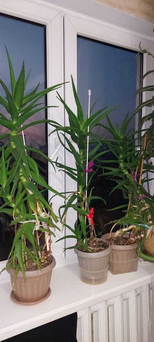 продам алое 1 метр