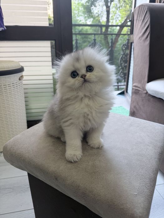 Шотланский Скоттиш Фолд! Серебро Шиншилла!