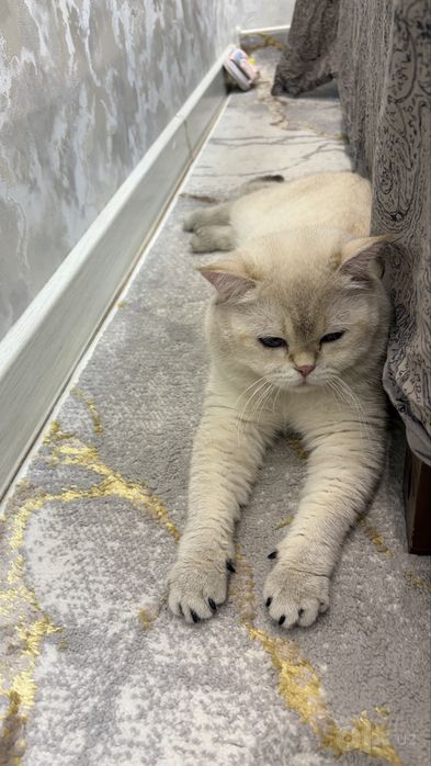 Mushuk кошка color point british