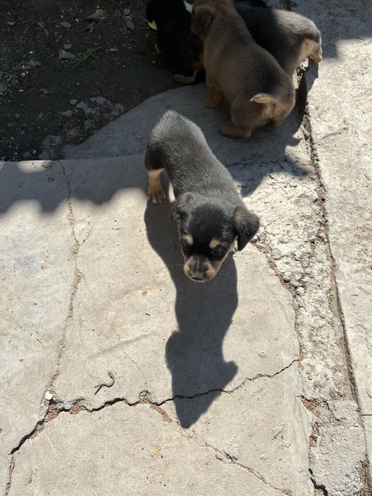 Шенок ,күшік мәшкі званок