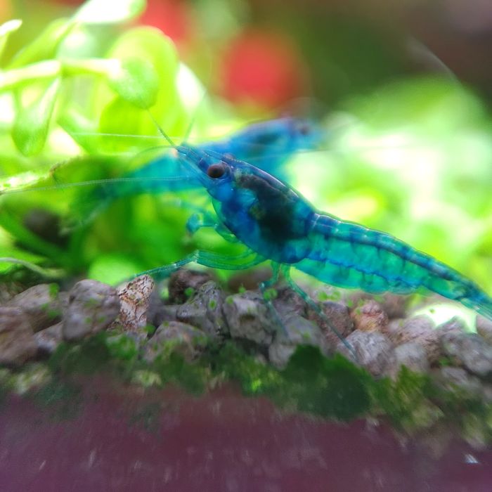 Creveti Bloody Mary Crystal Red Blue Velvet Dream Yellow