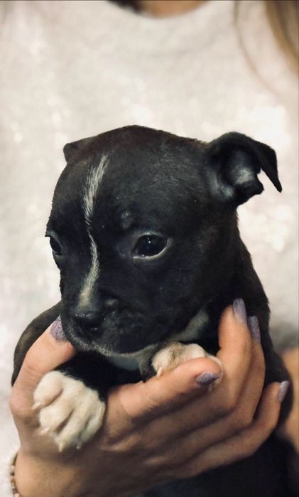 Femela Staffordshire Bull Terrier