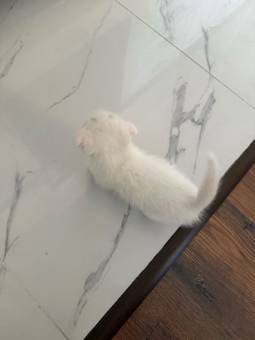Породистый котенок