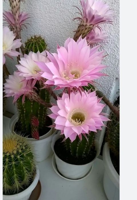 Какие кактусы цветут фото Какие кактусы цветут фото