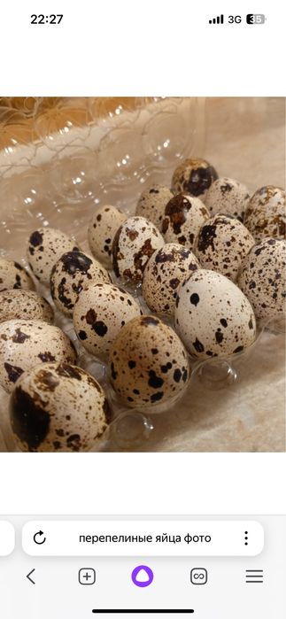 Перепелиные яйца