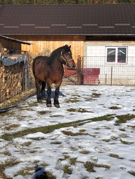 Mânz de trei ani marca fitero