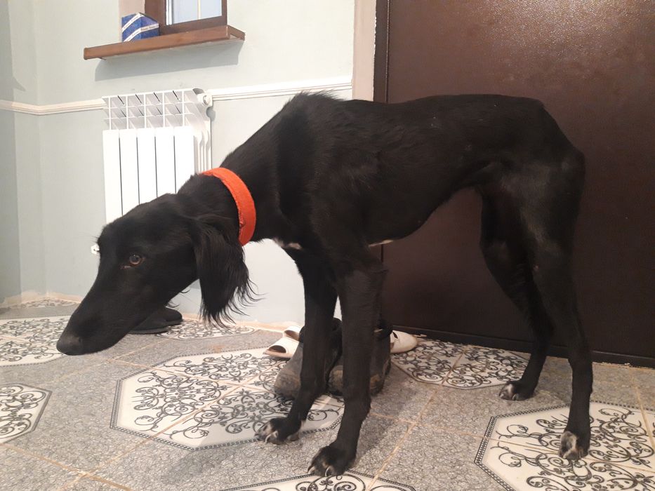 Тазы! Екі қаншық тазы сатылады