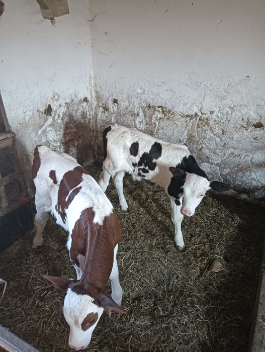 De vânzare 2 taurasi