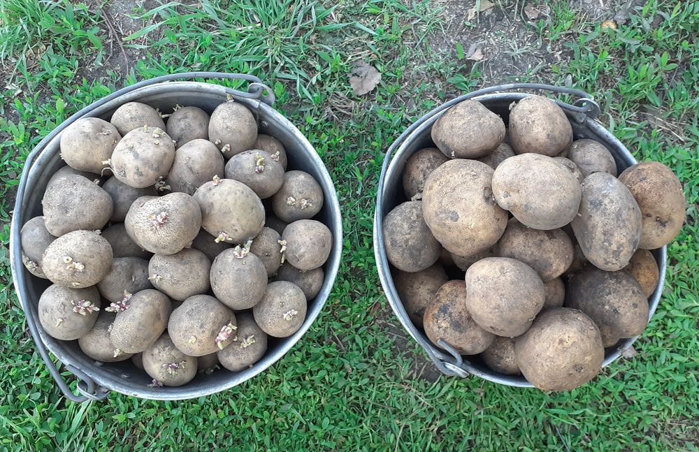 Продам картофель семенной и едовой