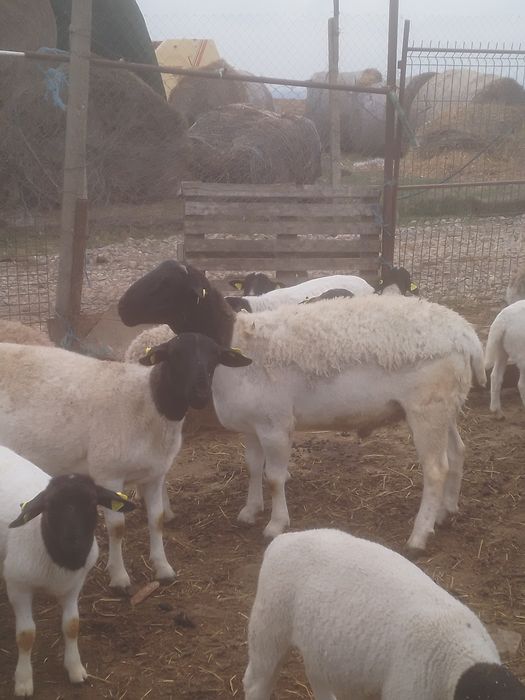 Berbec dorper de reproducție de 1,5 ani . Vând sau schimb