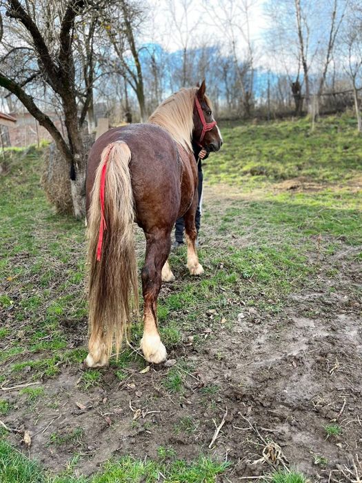 Vind armasar de 8 ani