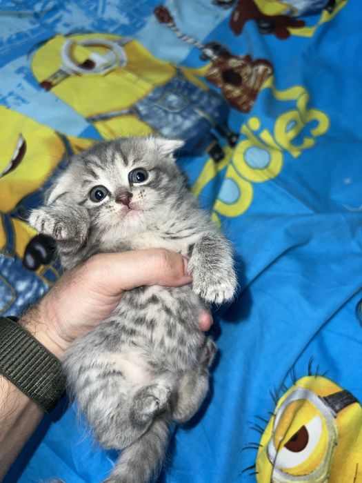 Shotlaniskiy mushugimiza sotiladi toza qon!!!