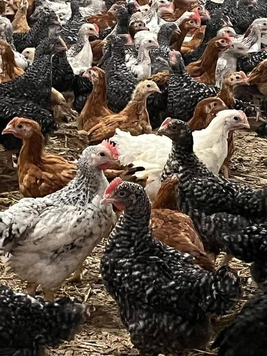 Pui  alb de carne și pui rasă mixtă