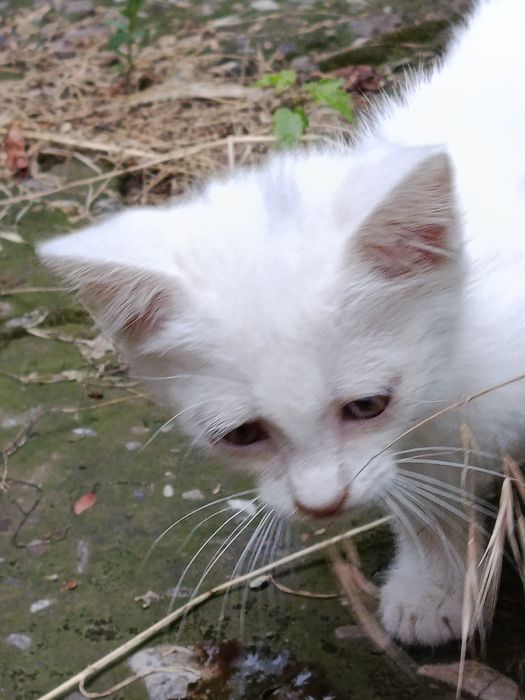 Котик маленький игривый