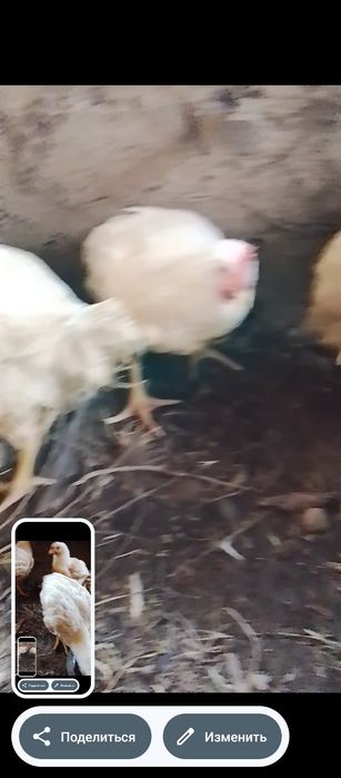 Продам куры броллеры жирные