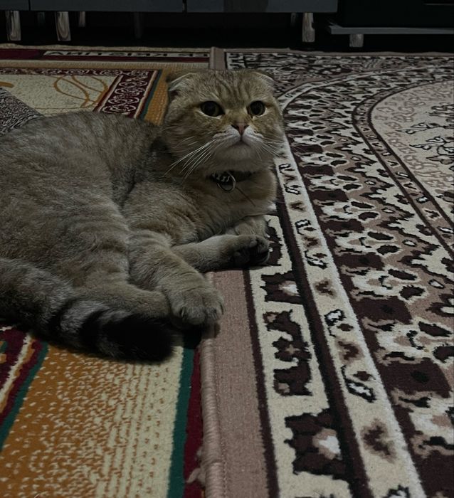 scottish fold mushuk