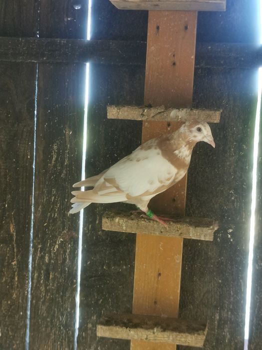 Voiajori Meulemans galben rosu