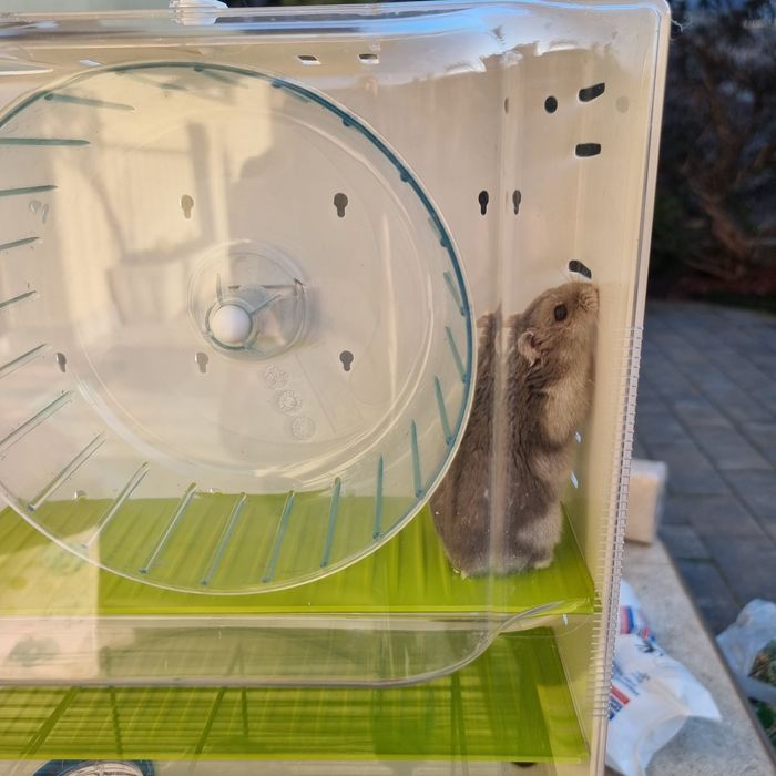 Vand Hamster pitic