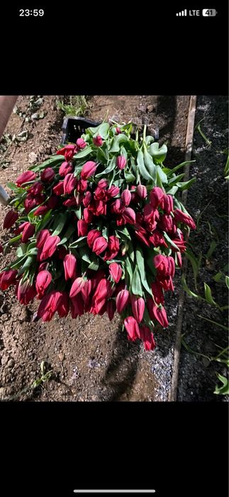 Самый крупный тюльпан