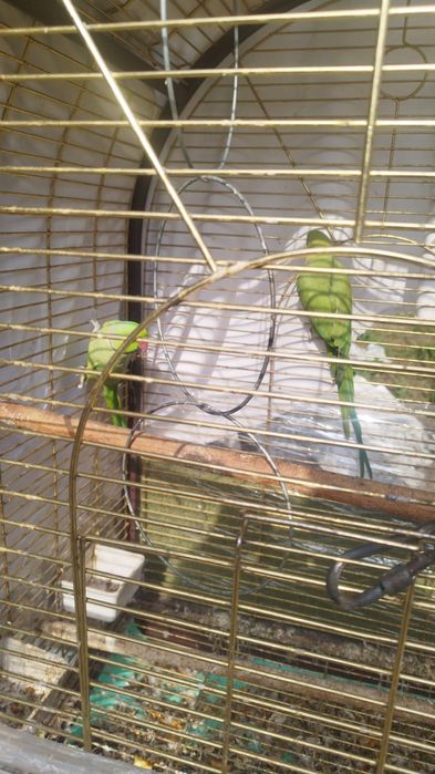 Ожереловые попугаи