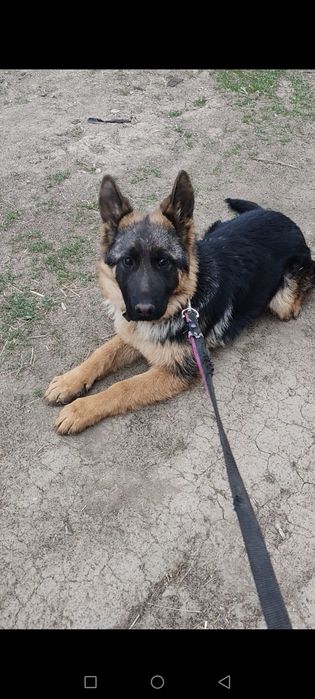 Щенок немецкой овчарки 100%