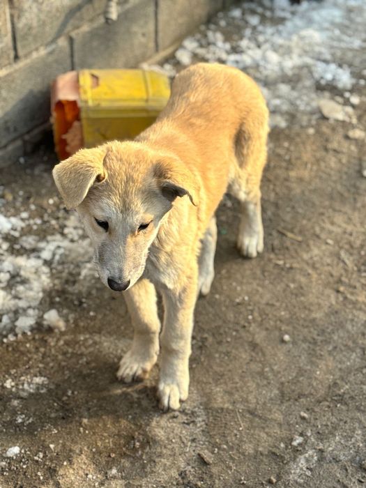 Щенок Тедди!Красавчик!
