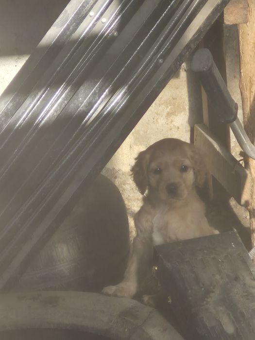 Англиски -Кокер-шпаниол