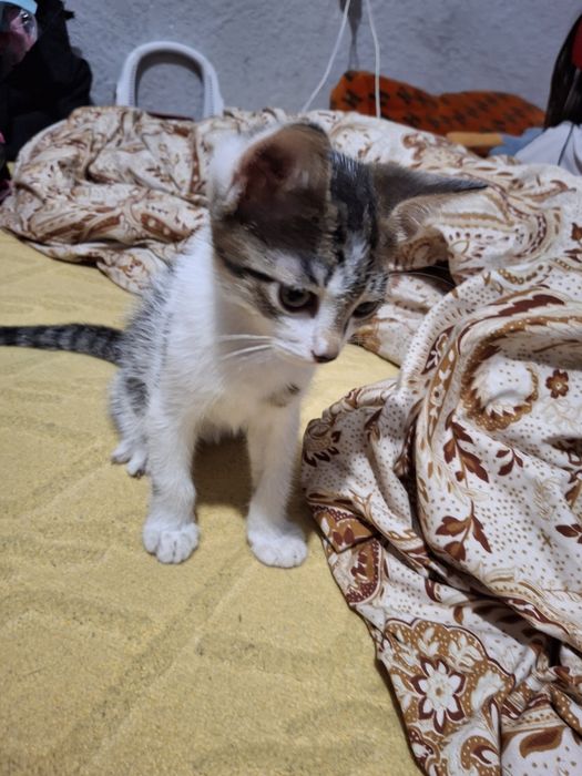Отдам котят в добрые руки