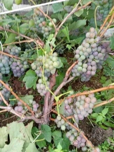 Виноград  садовый