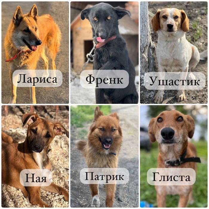 Собаки в хорошие руки