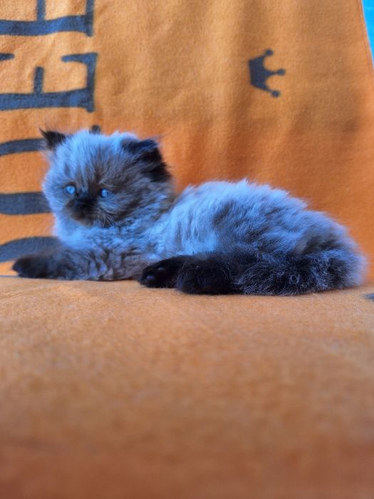 Персийско коте (колорпойнт)