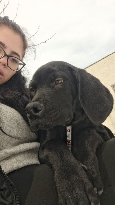 Câine spre adoptie