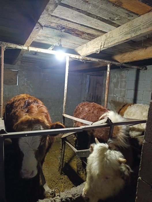 Продам бычки годавалые.