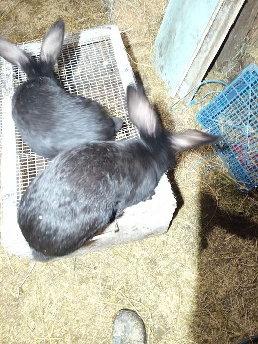 Vând iepuri uriaș german