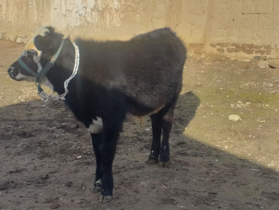 бычок сатылады дені сау