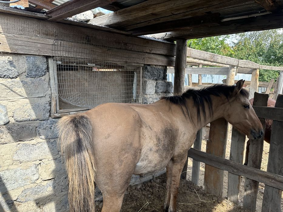 Дөнежін байтал сатылады